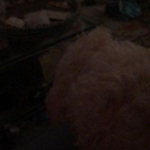 Meet your Posher, Charles